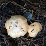 Cantharellus roseocanus image