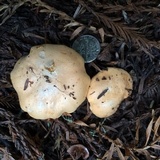 Cantharellus roseocanus image
