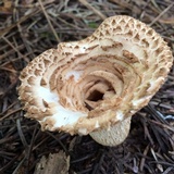 Gomphus kauffmanii image