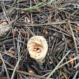 Gomphus kauffmanii image