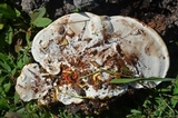 Ganoderma curtisii image