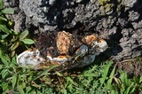 Ganoderma curtisii image