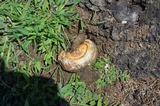 Ganoderma curtisii image