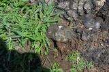 Ganoderma curtisii image