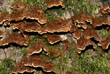 Pseudochaete tabacina image