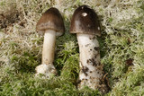 Amanita subnigra image