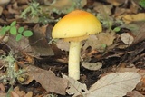 Amanita laurae image