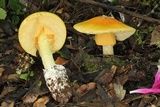 Amanita laurae image