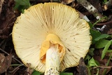Amanita laurae image