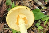 Amanita laurae image