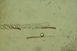 Discina ancilis image