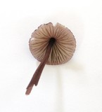 Mycena purpureofusca image