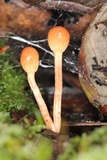 Ophiocordyceps gracilioides image