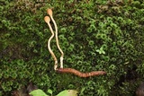 Ophiocordyceps gracilioides image