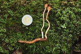 Ophiocordyceps gracilioides image