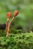 Ophiocordyceps gracilioides image