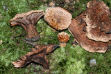 Hydnellum scrobiculatum image