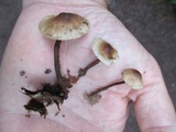 Gymnopus semihirtipes image