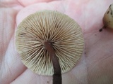 Gymnopus semihirtipes image