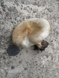 Melanoleuca verrucipes image