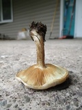 Melanoleuca verrucipes image