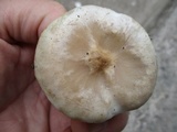 Melanoleuca verrucipes image