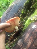 Rhodotus palmatus image