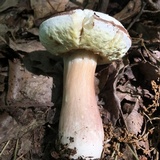 Xanthoconium purpureum image