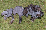 Craterellus venosus image