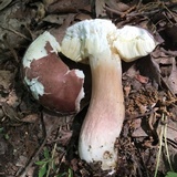 Xanthoconium purpureum image