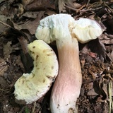 Xanthoconium purpureum image