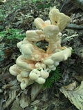 Laetiporus cincinnatus image