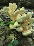 Laetiporus cincinnatus image