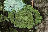 Phaeophyscia rubropulchra image