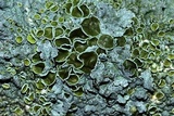 Myelochroa galbina image