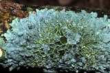 Myelochroa galbina image