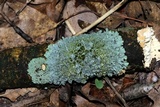 Myelochroa galbina image