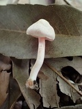 Inocybe leptoclada image