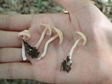 Inocybe leptoclada image