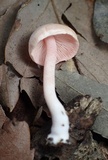 Inocybe leptoclada image