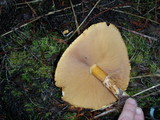 Phaeolepiota aurea image