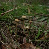 Psilocybe alutacea image