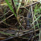 Psilocybe alutacea image