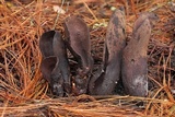 Wynnella silvicola image