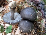 Pluteus atromarginatus image