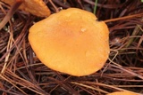 Marasmius cohaerens image