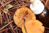 Marasmius cohaerens image