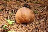Imleria badia image