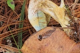 Imleria badia image