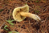Imleria badia image